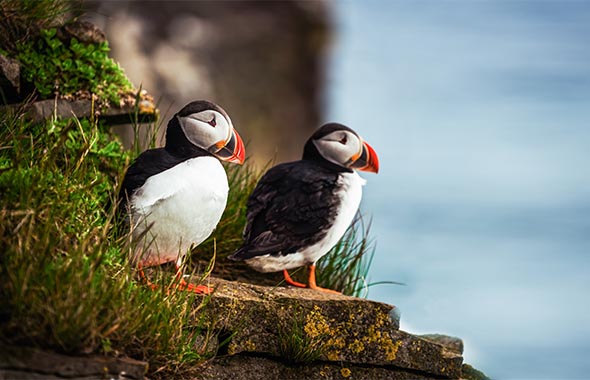 Photo of two puffins sitting on a cliff edge overlooking the sea